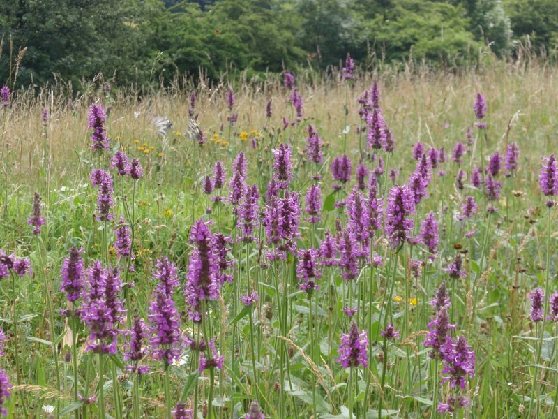 Буквица крупноцветковая (Stachys monieri Hummelo) i