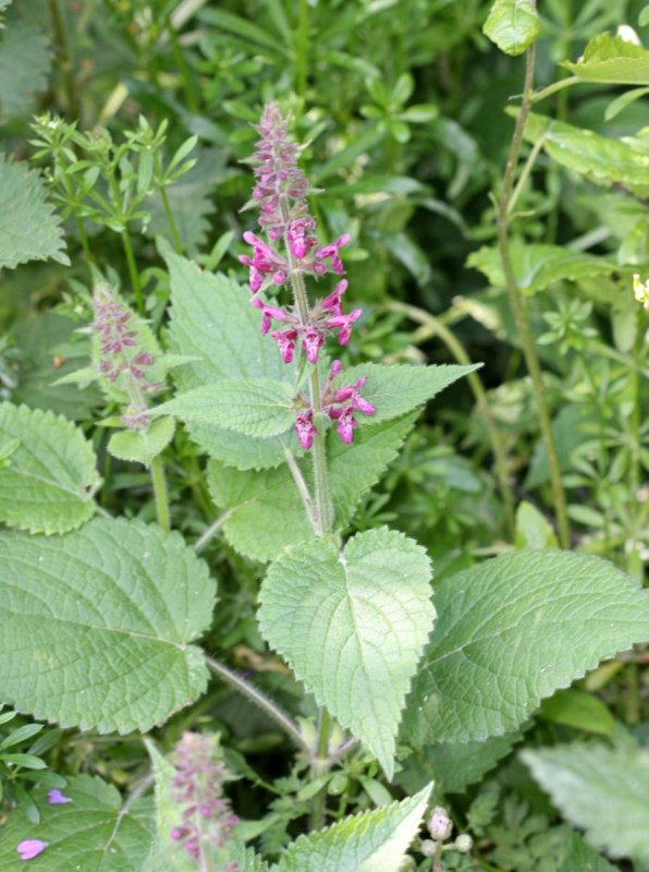 Stachys sylvatica l.