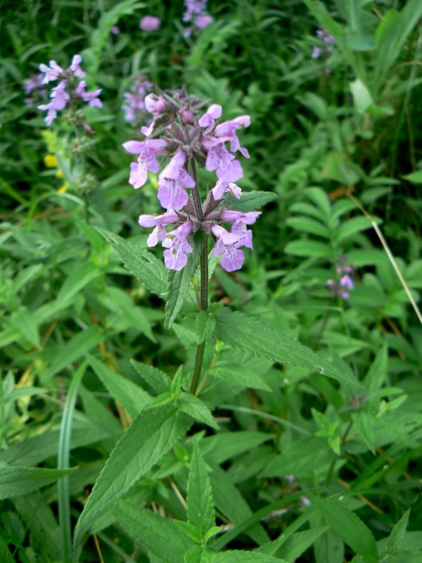 Чистец болотный Stachys palustris