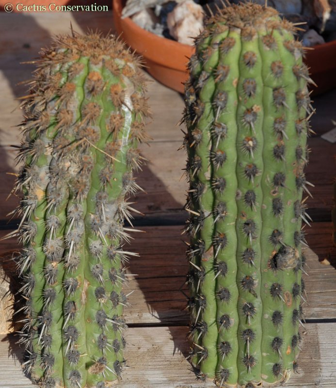 Haageocereus decumbens