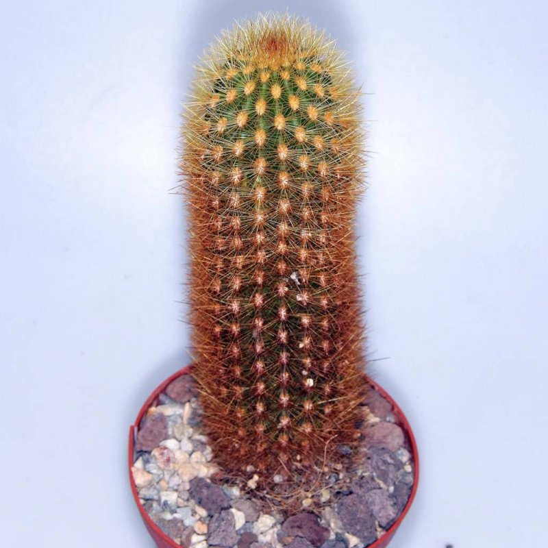 Weberbauerocereus Кактус