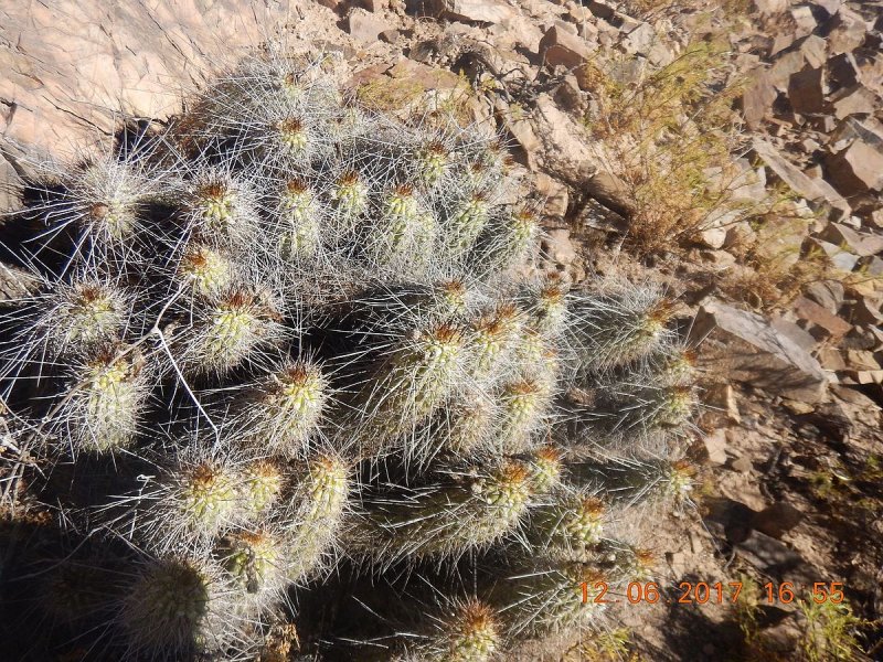 Haageocereus tenuis