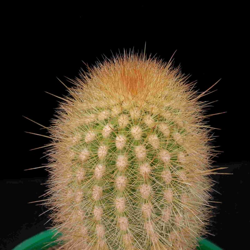 Acanthochiton fascicularis
