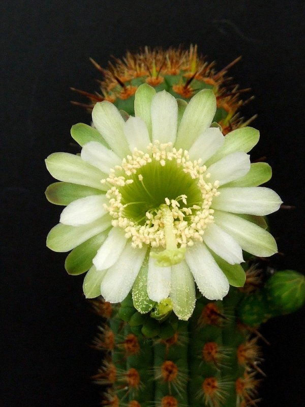 Haageocereus aureispinus