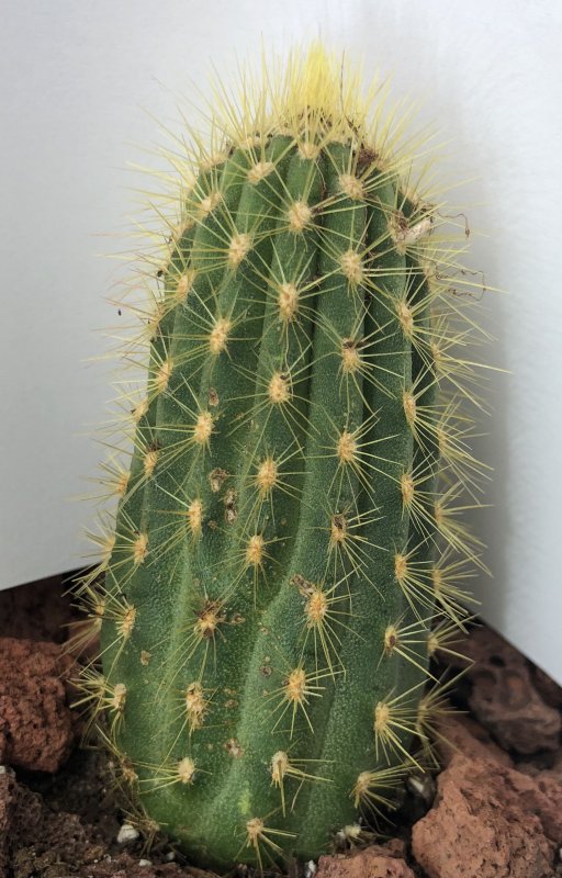 Корифанта Coryphantha