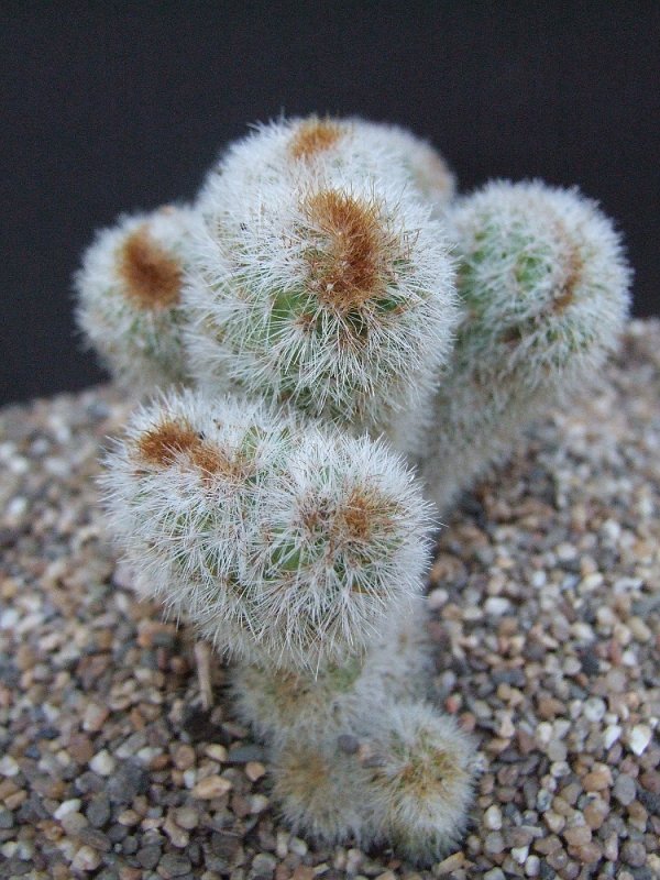 Weberbauerocereus johnsonii