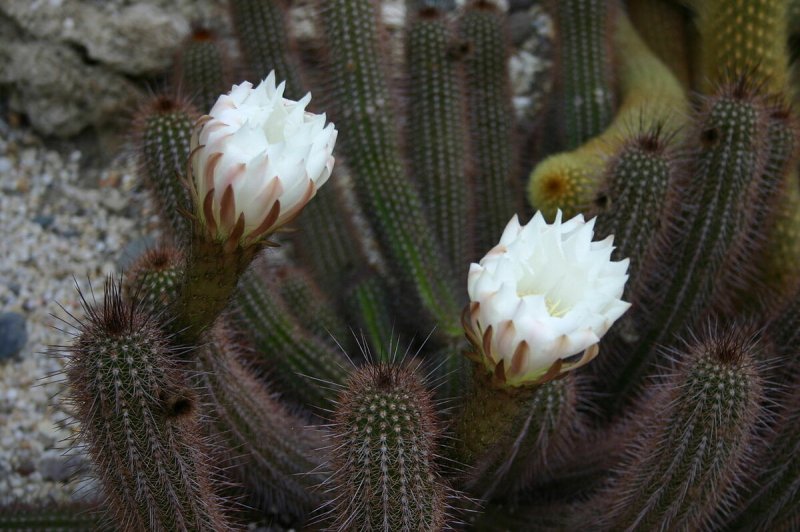 Кактус Mammillaria mystax