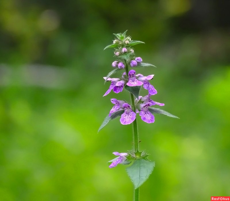 Stachys monieri Hummelo
