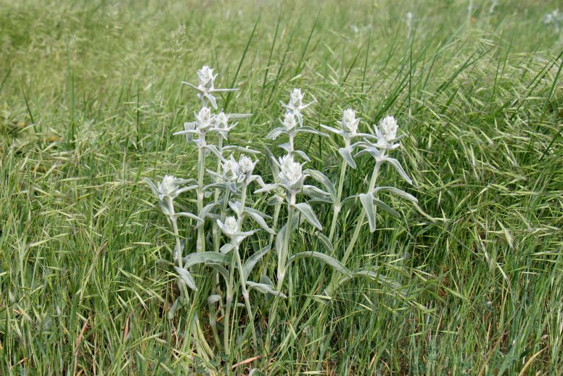 Буквица Бетоника Betonica officinalis