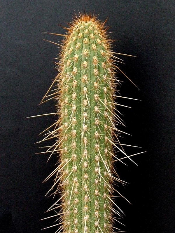Кактус Weberbauerocereus johnsonii