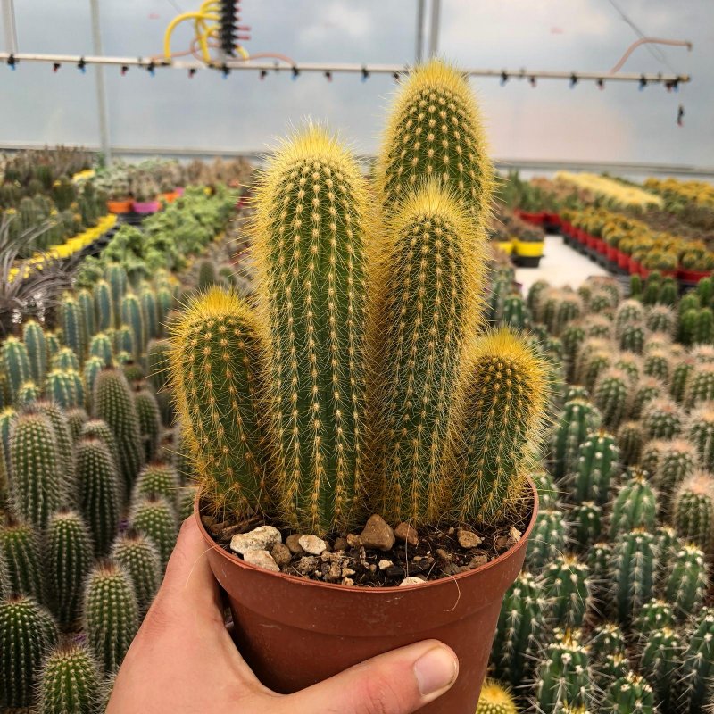 Кактус Espostoa Mirabilis