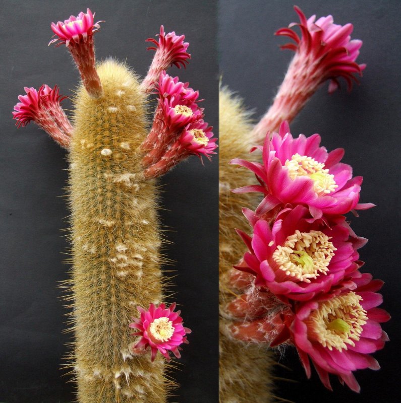 Weberbauerocereus winterianus