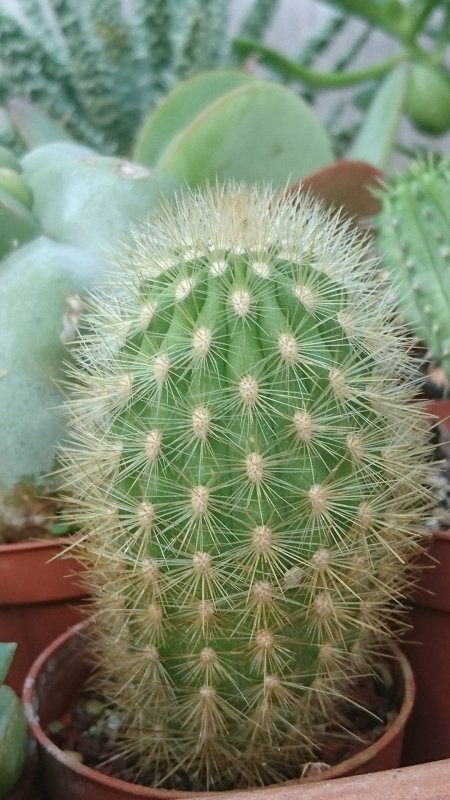 Pygmaeocereus bylesianus