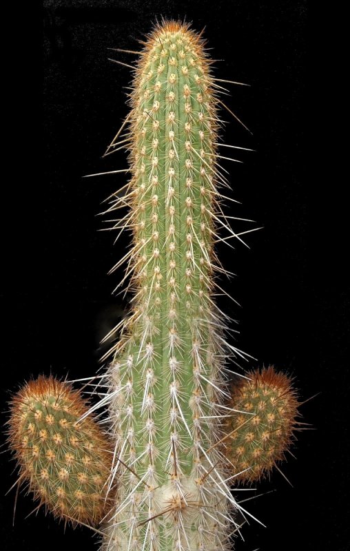 Haageocereus decumbens