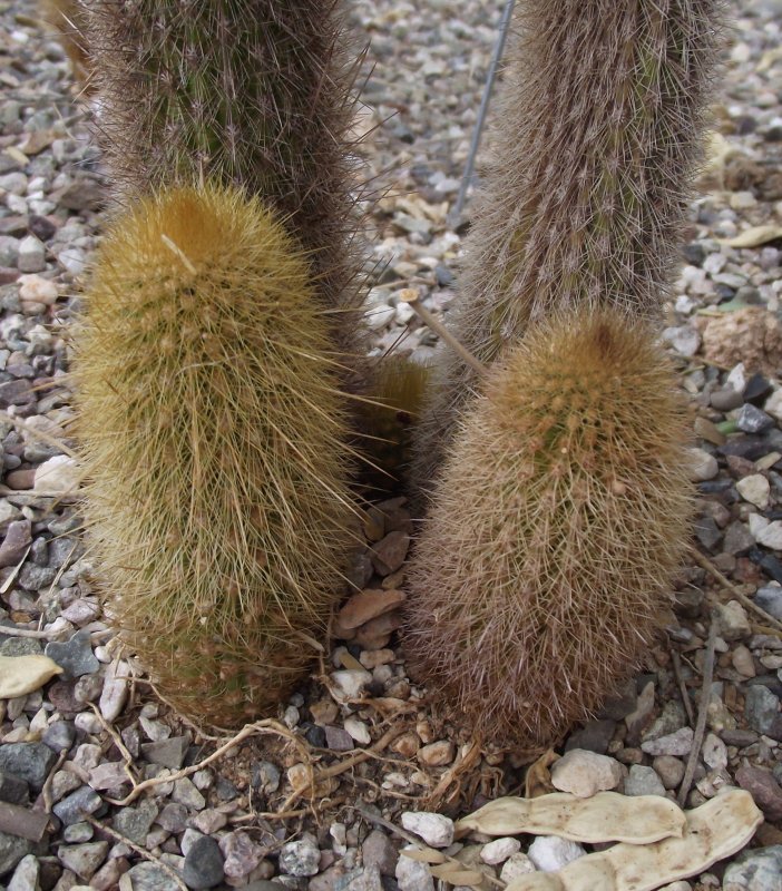 Haageocereus fascicularis