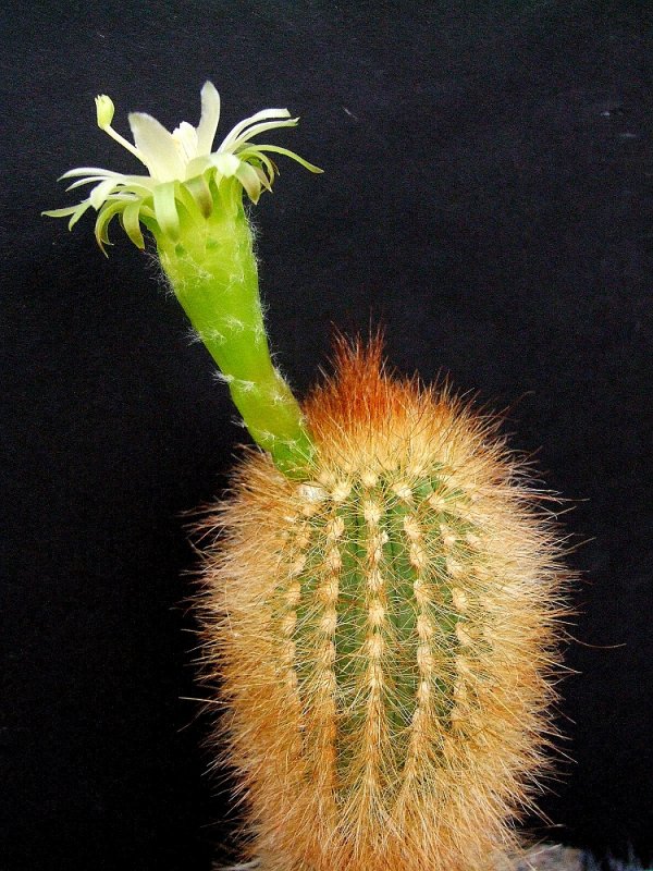 Gymnocalycium papschii VG 295