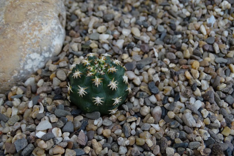 Mammillaria backebergiana Кактус
