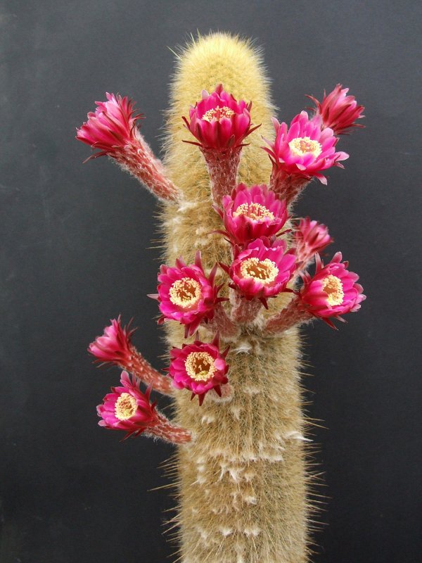 Pygmaeocereus rowleyanus