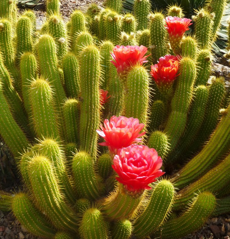 Weberbauerocereus johnsonii