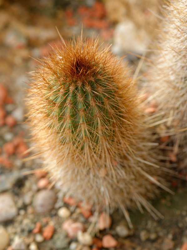 Haageocereus divaricatispinus