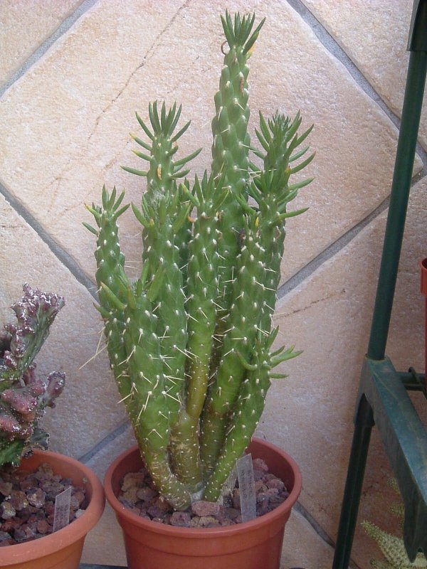 Tall Cactus