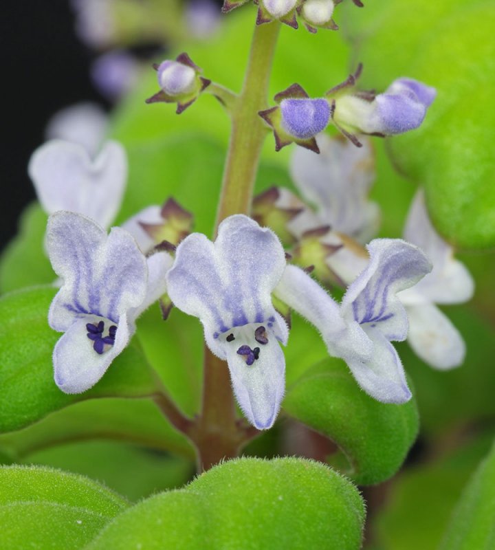 Плектрантус verticillatus