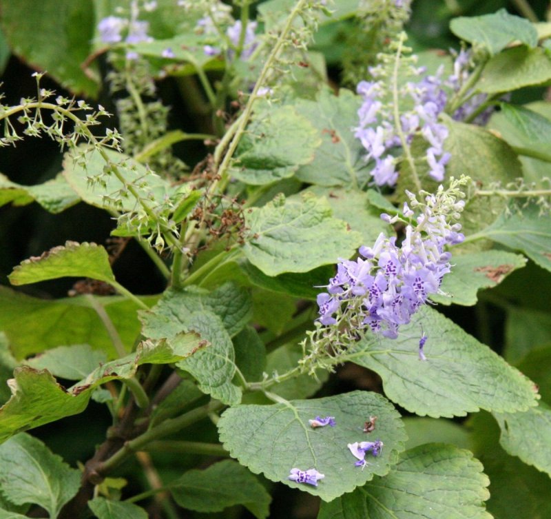 Plectranthus fruticosus