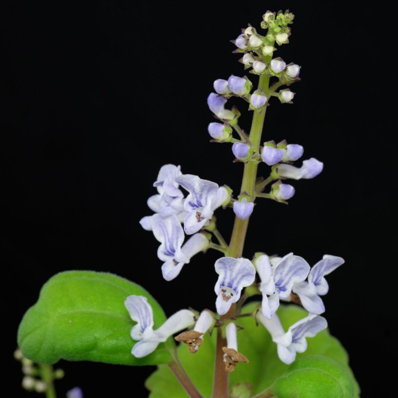 Плектрантус мутовчатый Plectranthus verticillatus