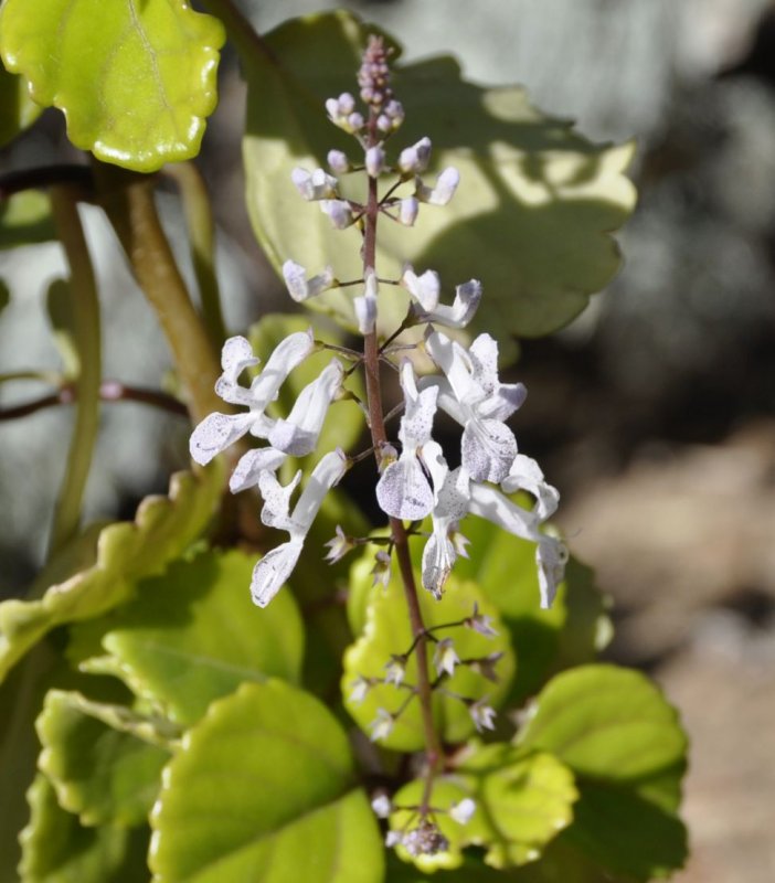 Плектрантус verticillatus