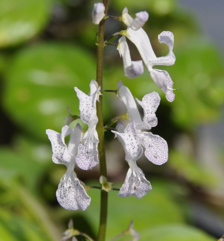 Плектрантус verticillatus