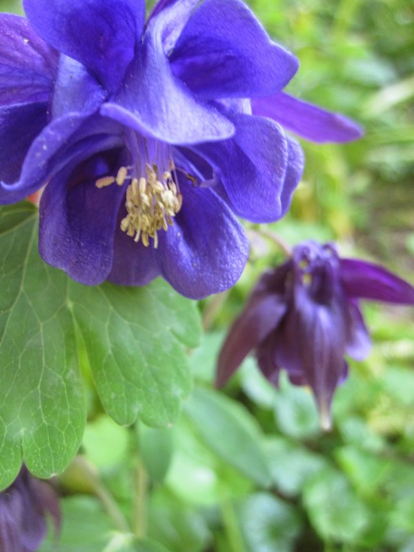 Аквилегия Альпийская (Aquilegia Alpina).