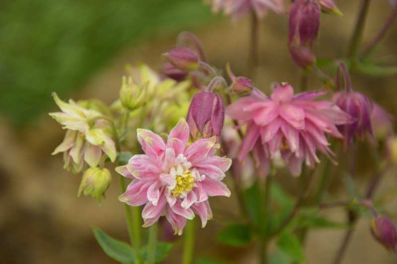 Aquilegia hybrida Spring Magic Navy and White