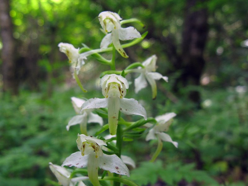 Любка двулистная (Platanthera bifolia)