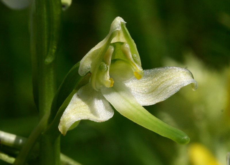 Platanthera chlorantha