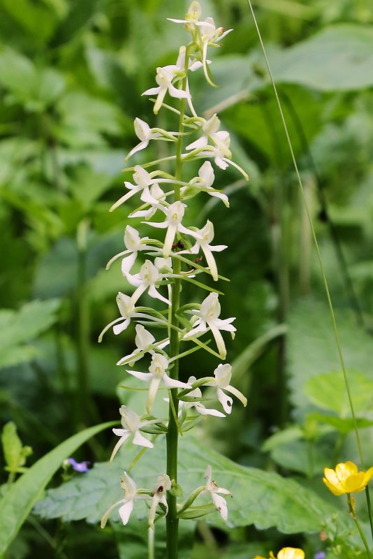 "Любка двулистная Platanthera bifolia (l.) Rich."