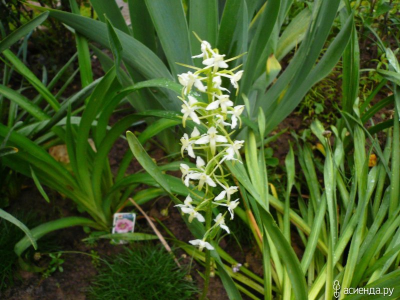 Platanthera chlorantha