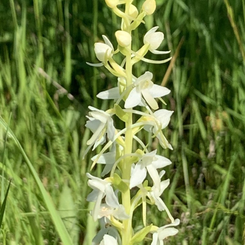 Любка двулистная (Platanthera bifolia)