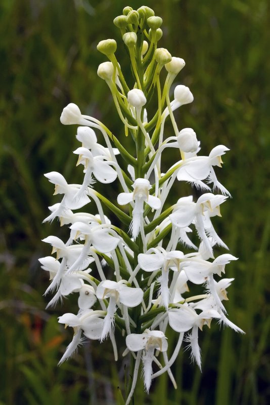 "Любка двулистная Platanthera bifolia (l.) Rich."