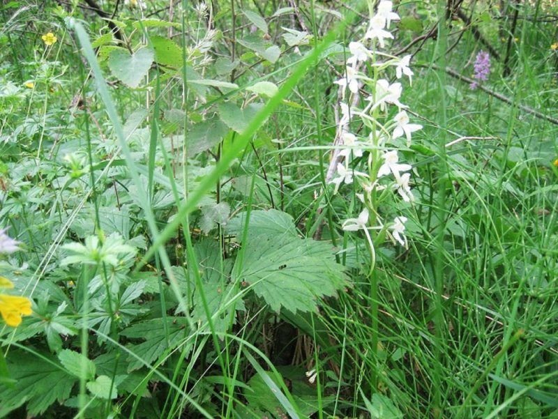 Любка двулистная (Platanthera bifolia) на прозрачном фоне