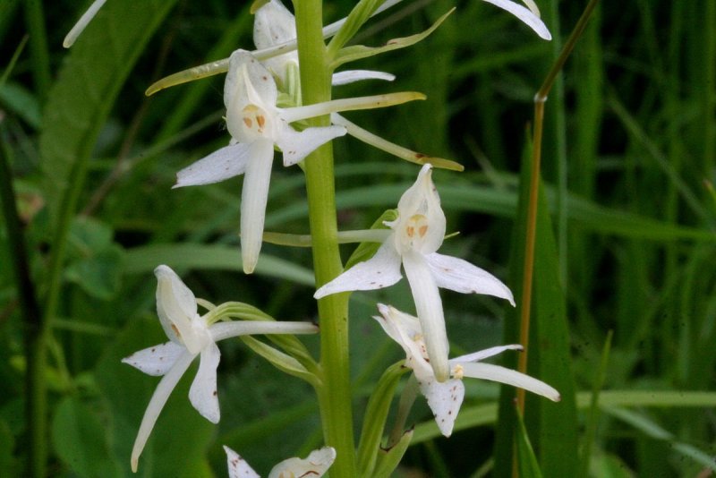 Любка двулистная (Platanthera bifolia)
