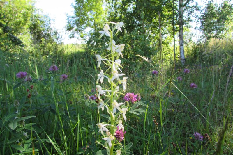 Любка зеленоцветковая Platanthera chlorantha