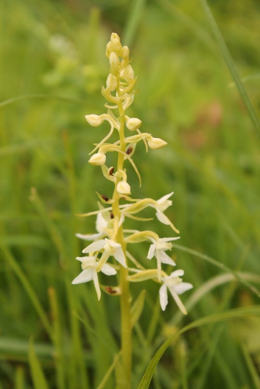Любка двулистная (Platanthera bifolia)