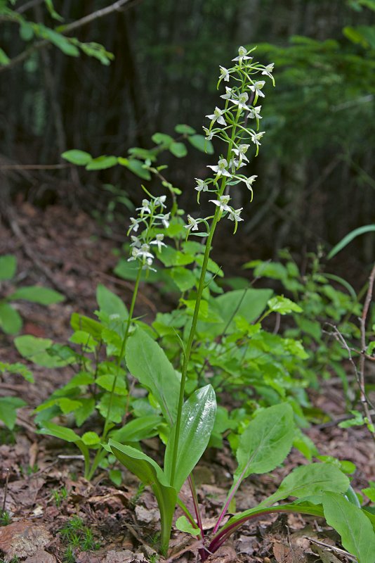 Любка двулистная (Platanthera bifolia)