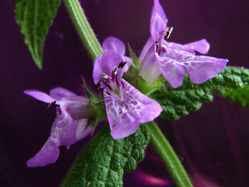 Губоцветные чистец болотный Stachys palustris