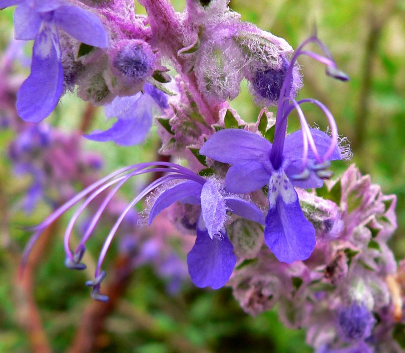 Губоцветные (Lamiaceae)