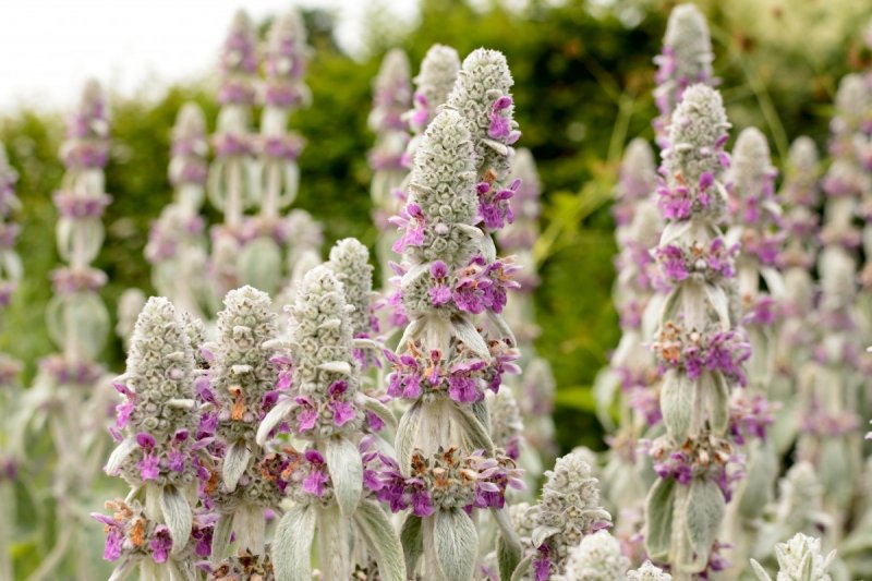 Наперстянка digitalis Spice Island