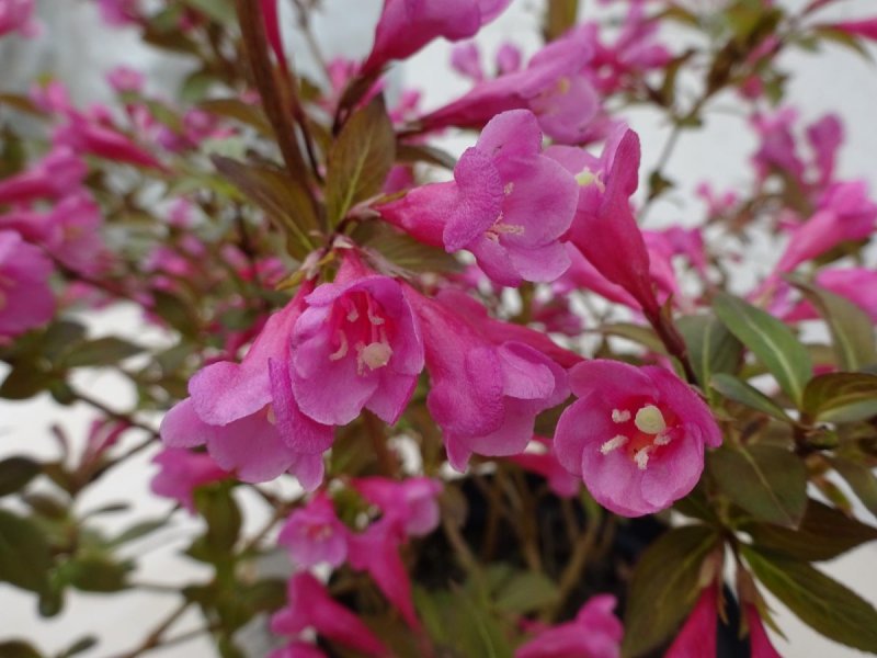 Вейгела Цветущая (Weigela Florida)