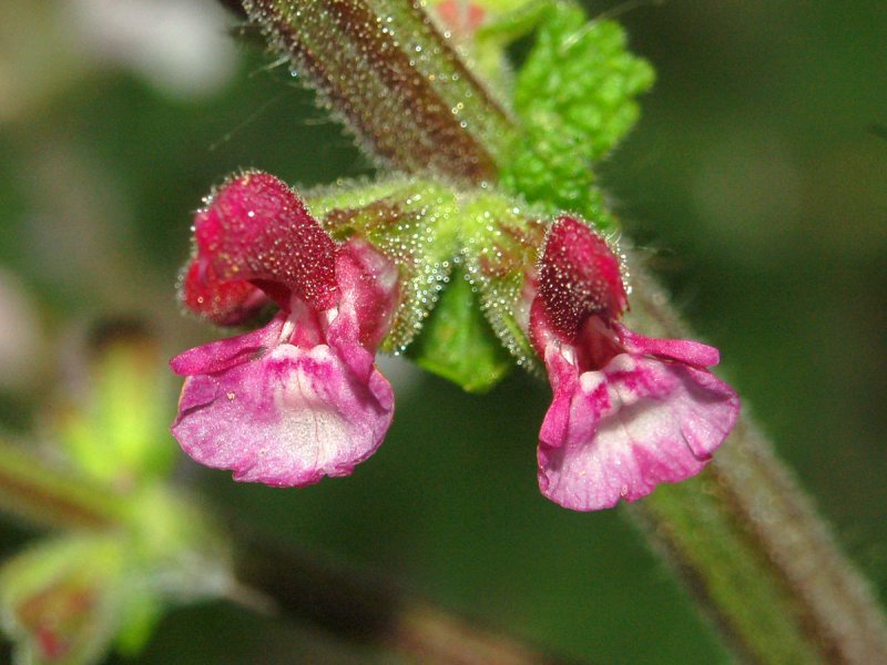 Губоцветные (Lamiaceae)