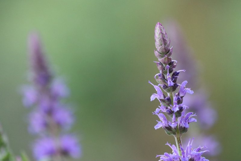 Шалфей Salvia_ gesneriiflora