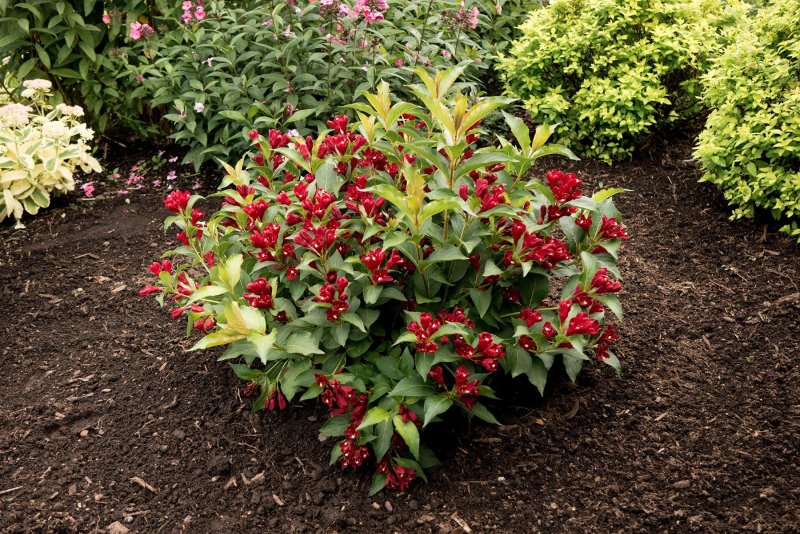 Вейгела Румба Weigela Rumba